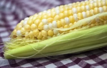 corn cob on picnic blanket